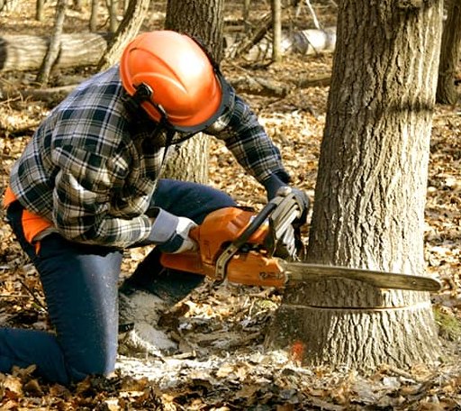 Tree Removal in Casey, IL